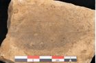 Foto (Detailansicht) von Plantae indet.  (NHMW-GEO-2024-0188-11561)